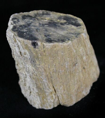 Unpolished Petrified Wood Limb - Blue Forest #28985